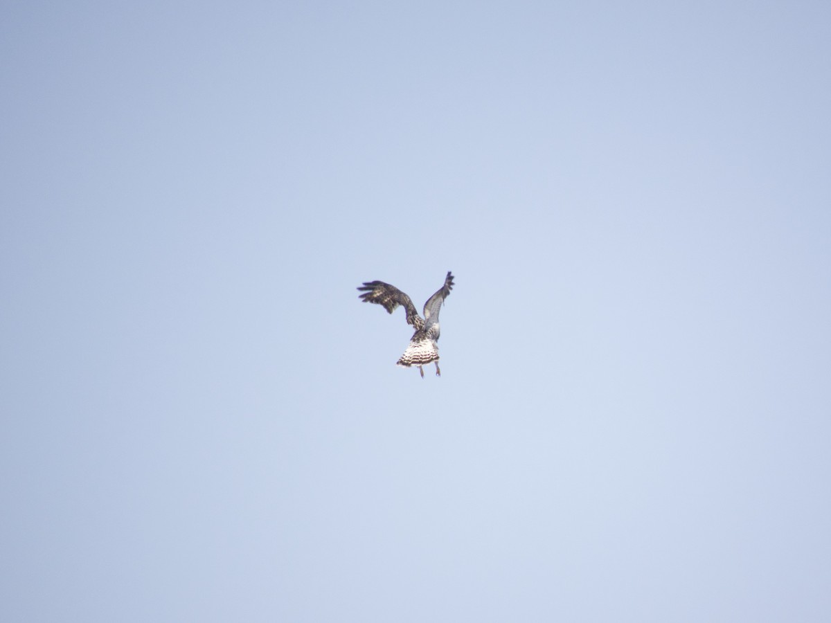 Rough-legged Hawk - ML613858808