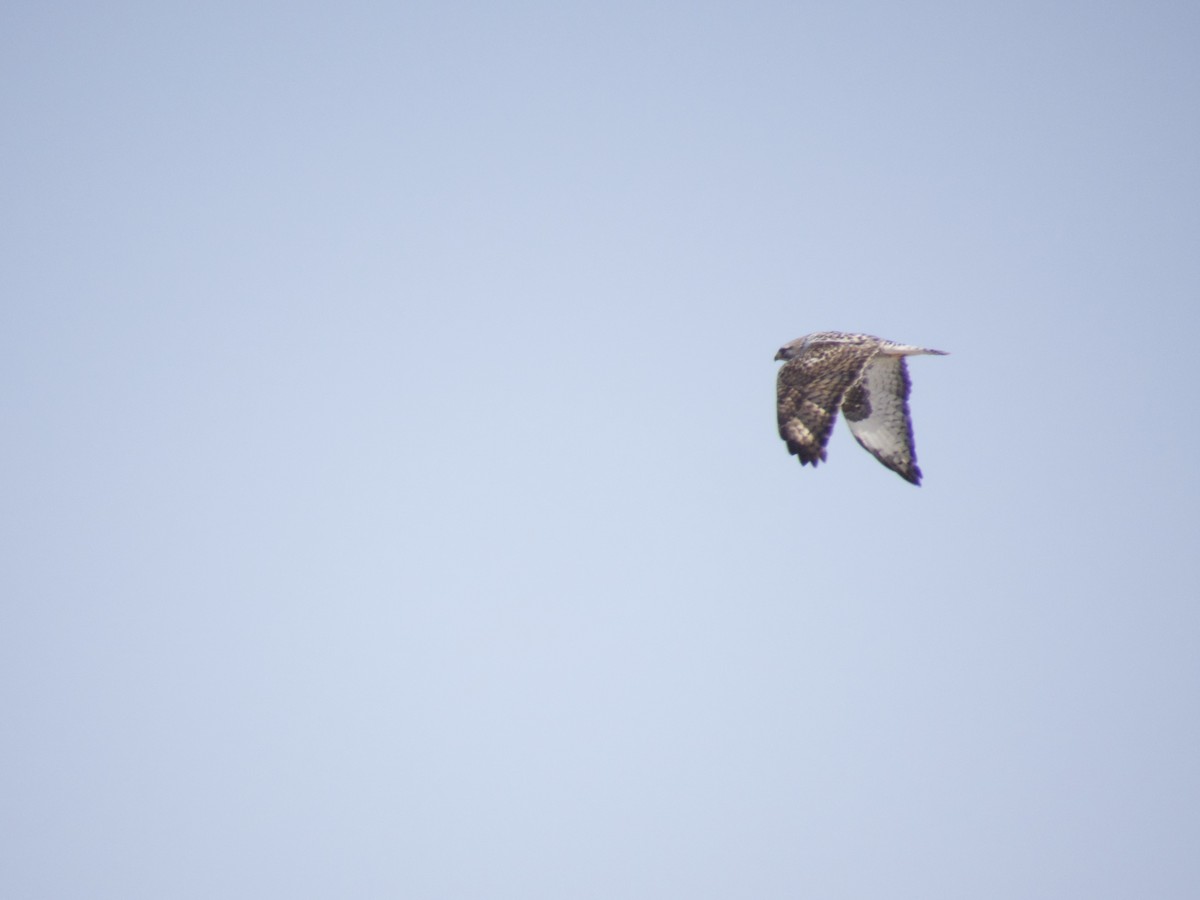 Rough-legged Hawk - ML613858811