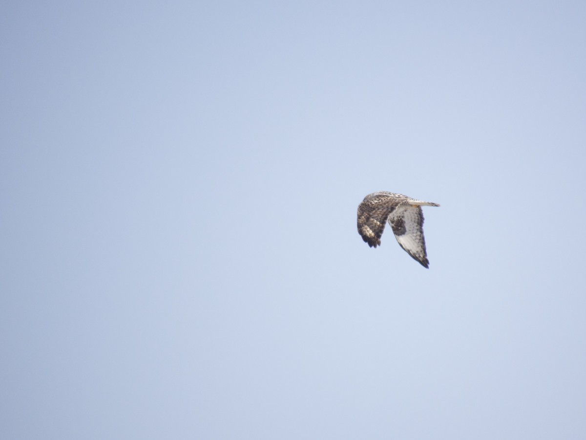 Rough-legged Hawk - ML613858813