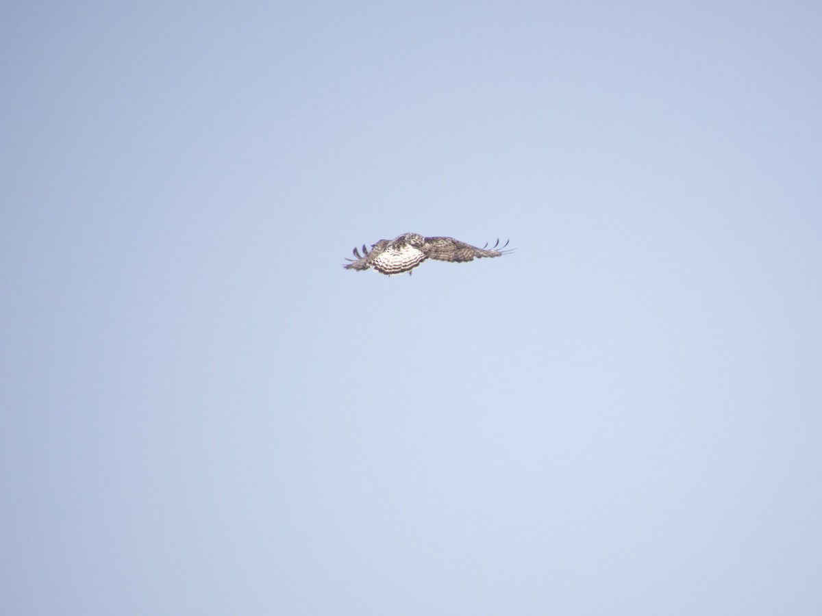 Rough-legged Hawk - Armando Barbosa