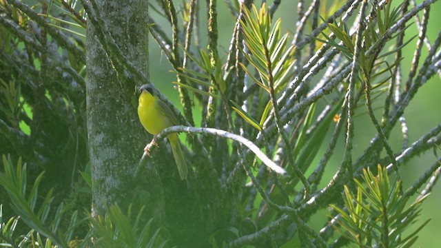 Paruline à calotte grise - ML613858871