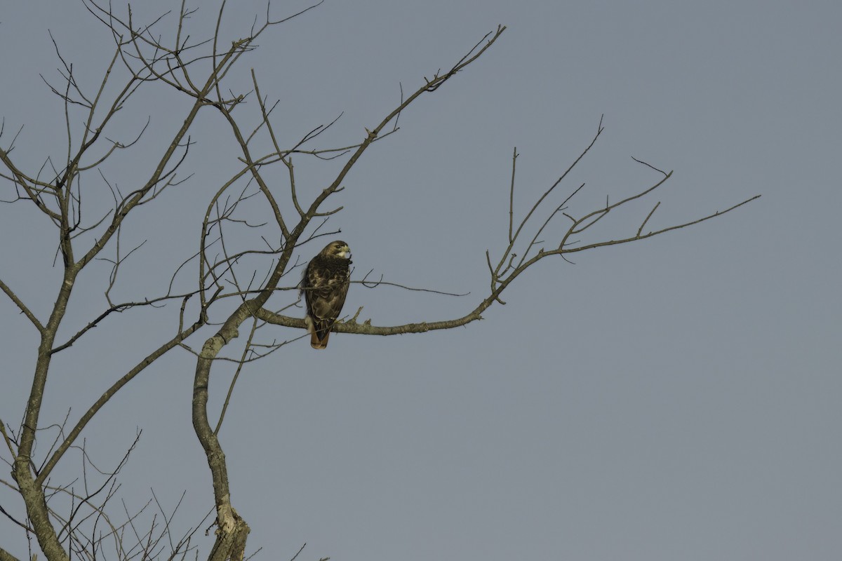 Red-tailed Hawk - ML613858970