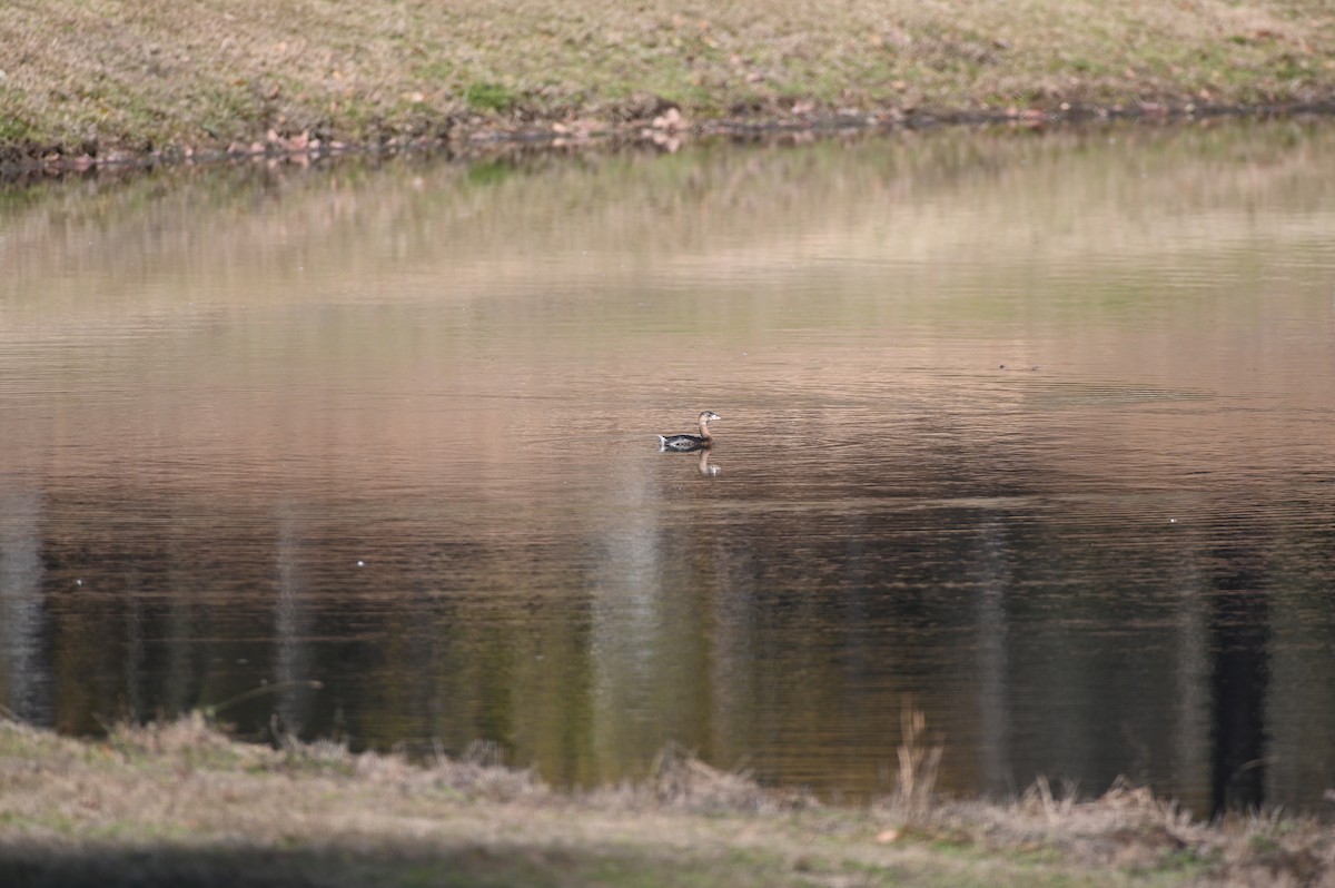 Pied-billed Grebe - ML613858979