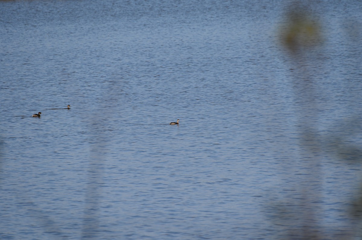 Pied-billed Grebe - ML613858980