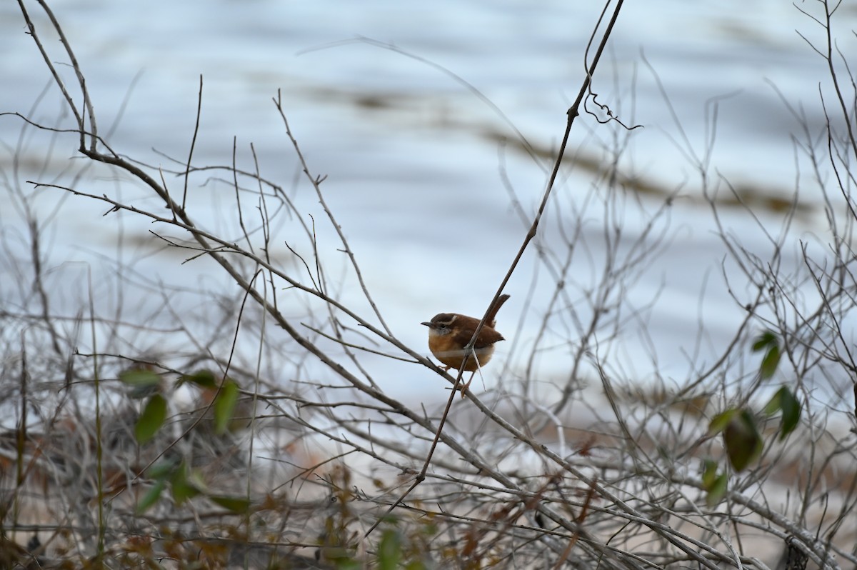 Carolina Wren - ML613858999