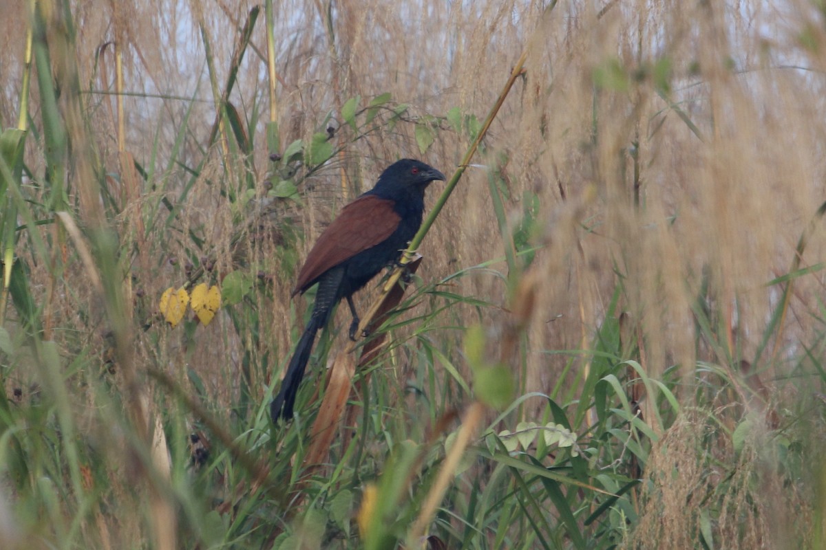 Grand Coucal - ML61385901