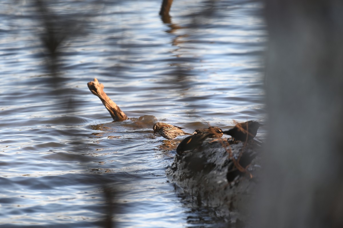 Red-winged Blackbird - ML613859027