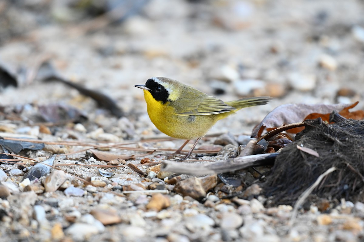 Common Yellowthroat - Taylor Naquin