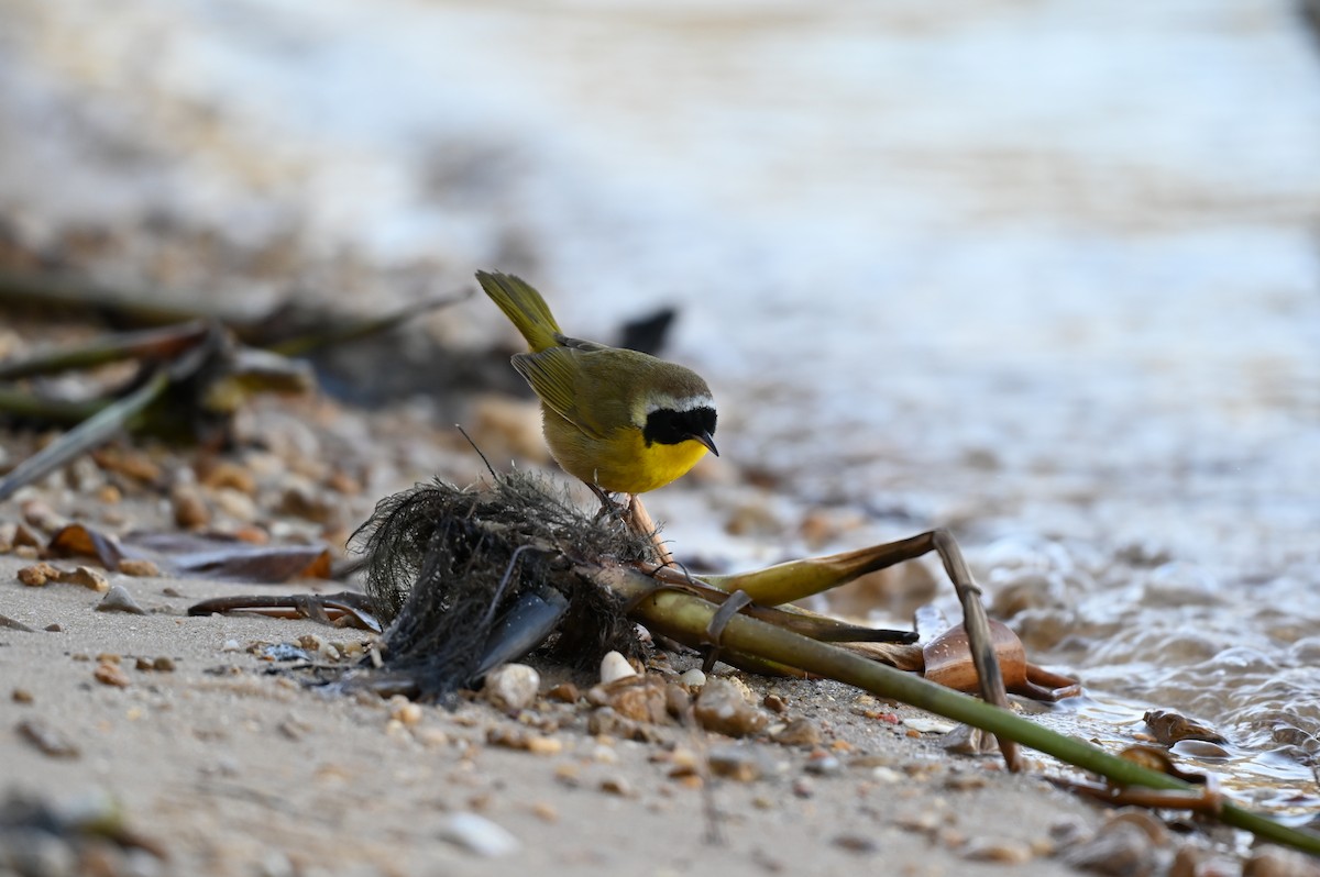 Common Yellowthroat - ML613859039