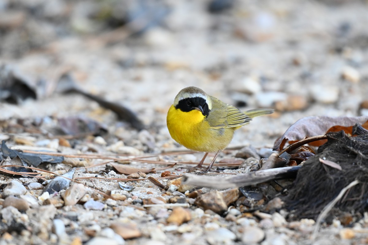 Common Yellowthroat - ML613859040