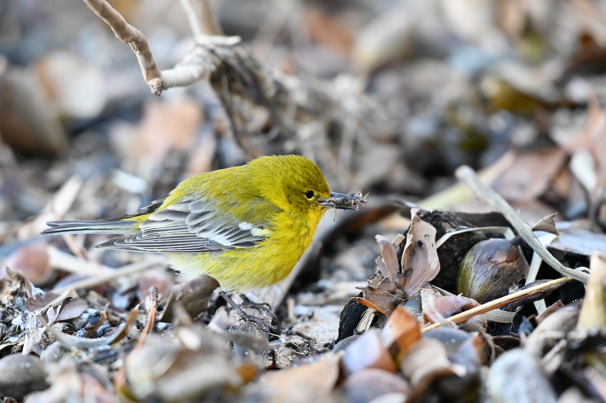 Pine Warbler - ML613859055