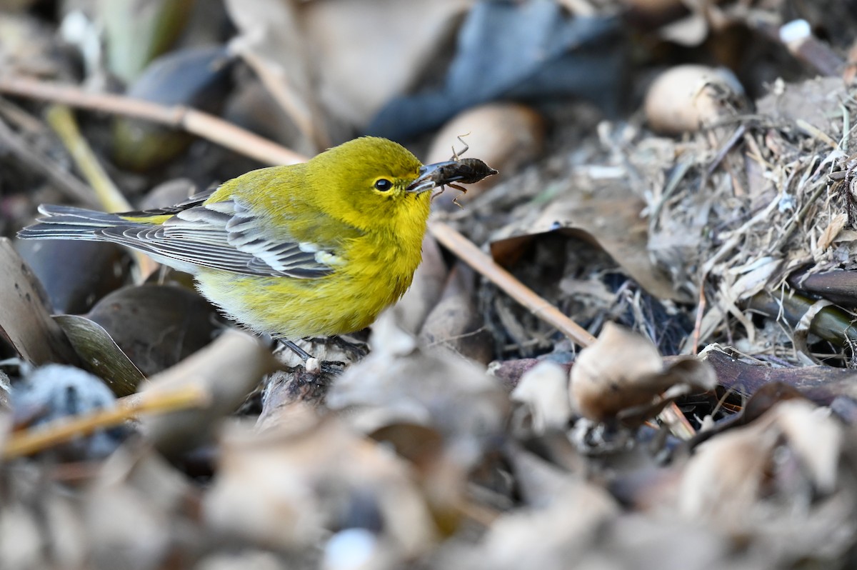 Pine Warbler - ML613859056