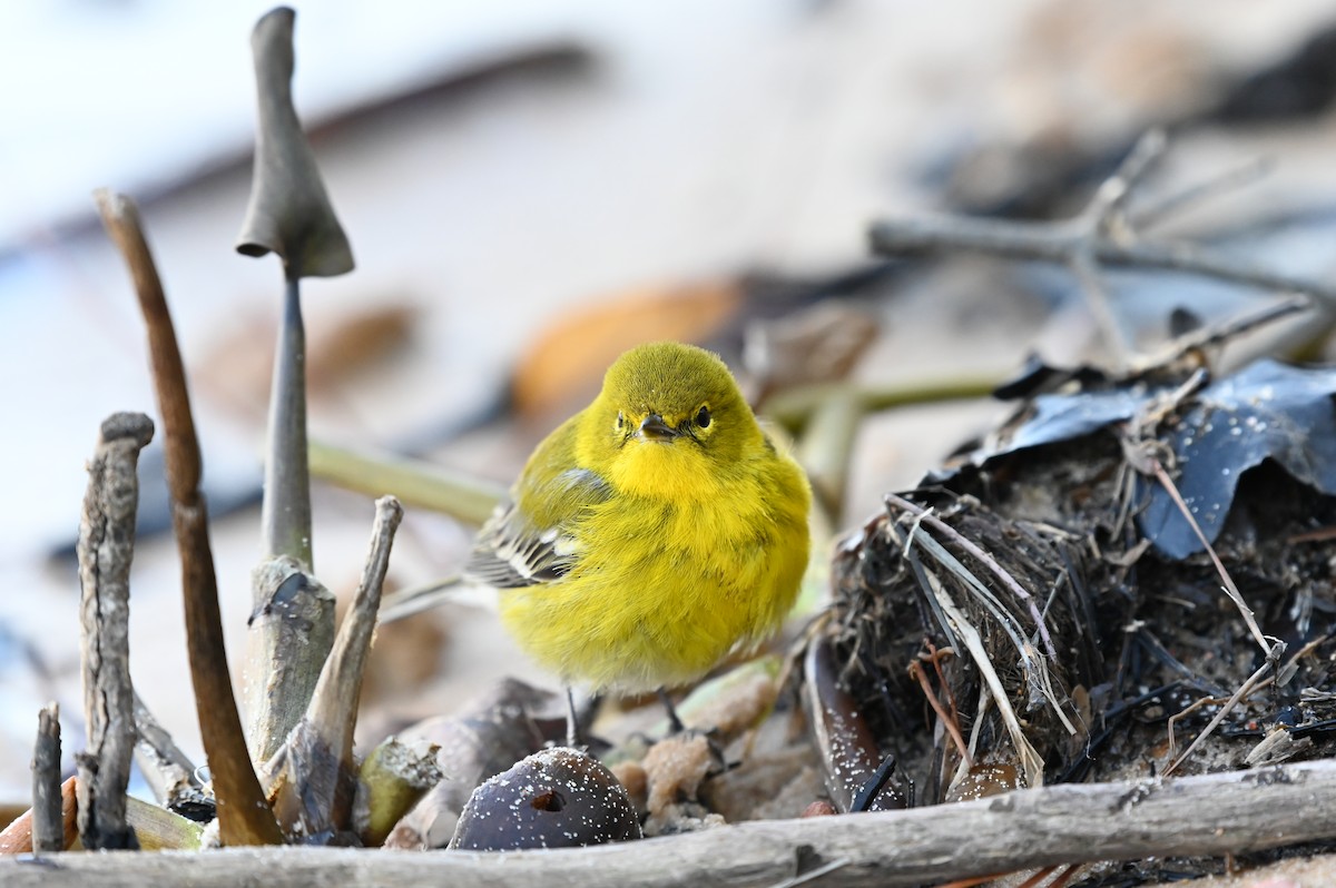 Pine Warbler - ML613859057