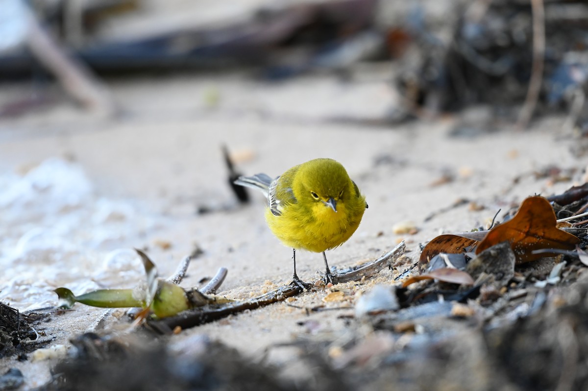 Pine Warbler - ML613859058