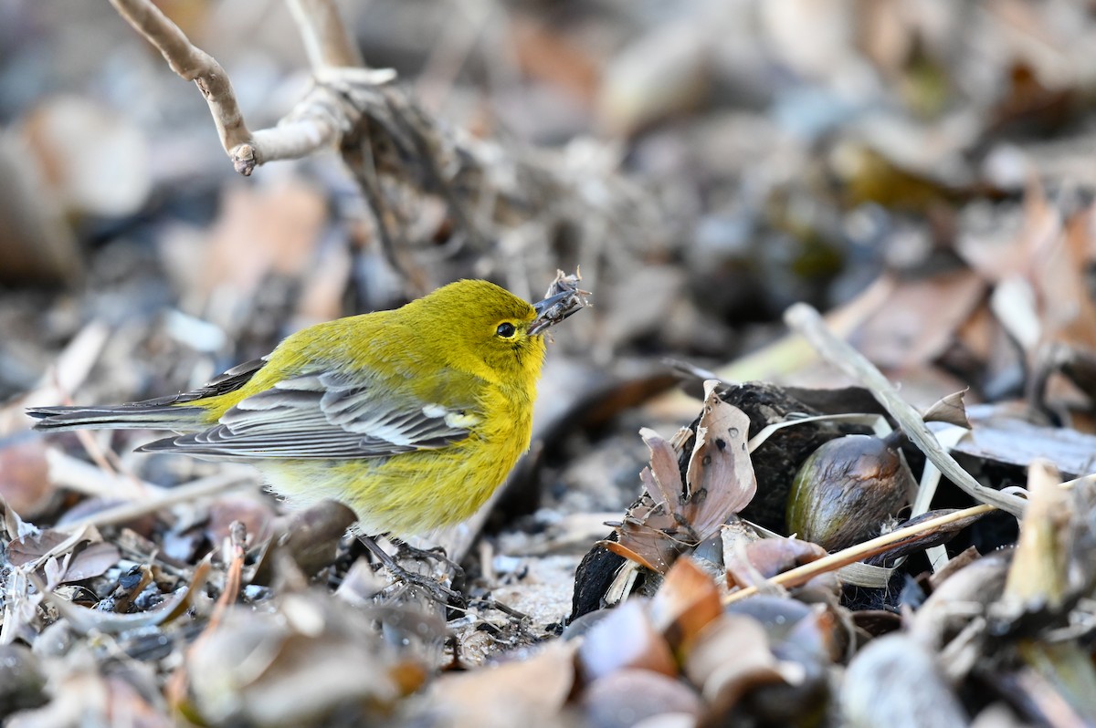 Pine Warbler - ML613859059