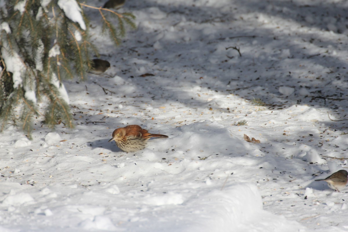 Brown Thrasher - ML613859062