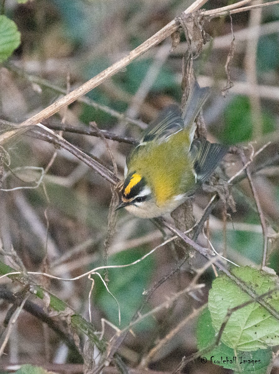 Common Firecrest - David Higgins