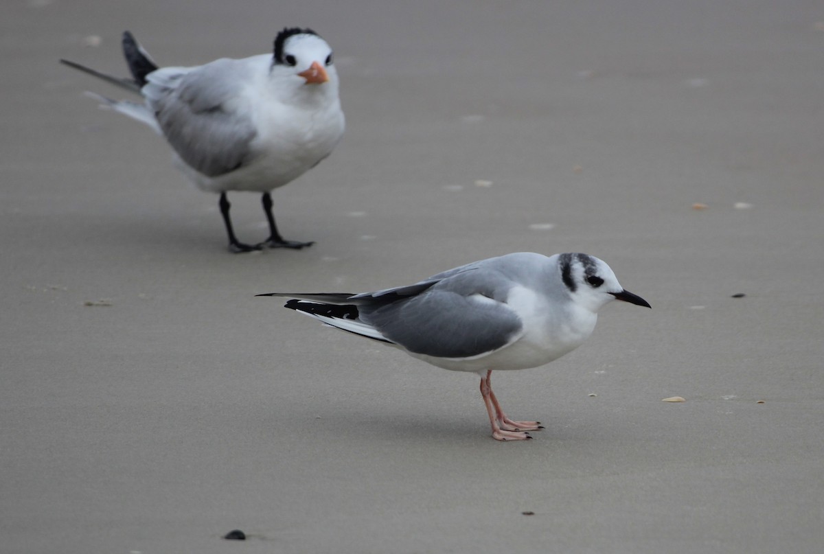 Bonaparte's Gull - ML613859237