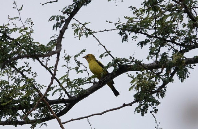 Western Tanager - ML613859281