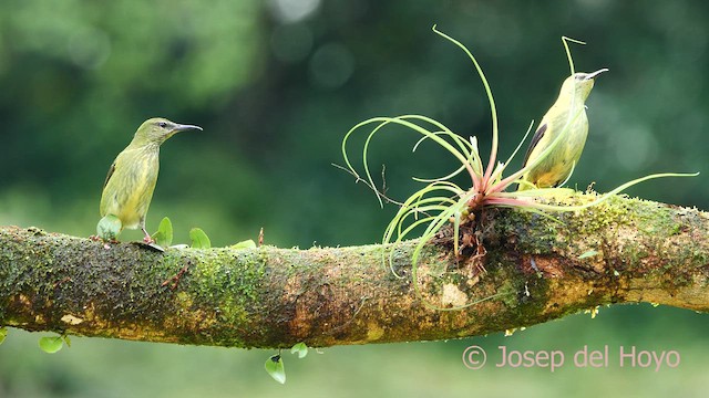 Red-legged Honeycreeper - ML613859288