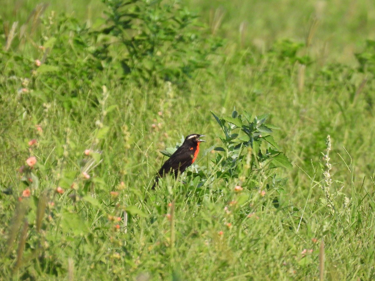 White-browed Meadowlark - Walter De Boever