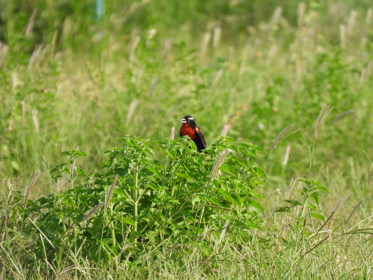 White-browed Meadowlark - ML613859292