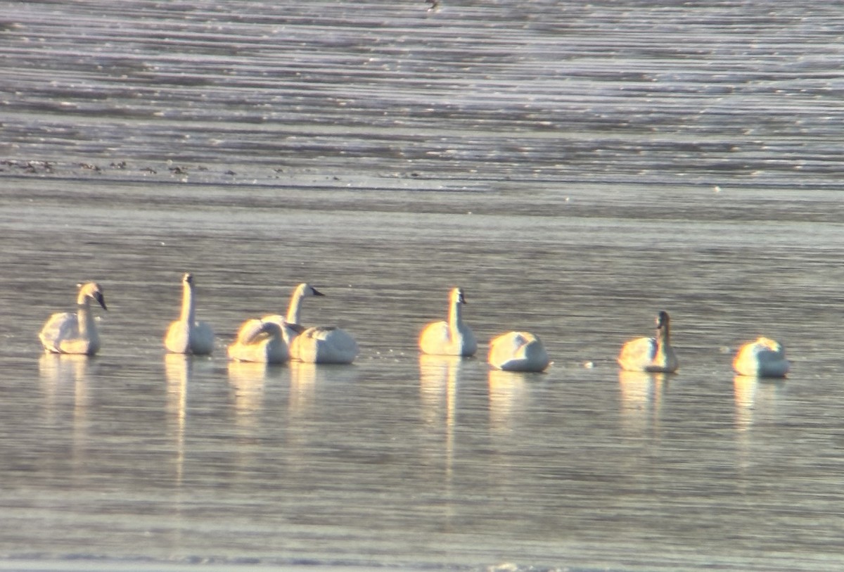 Tundra Swan - ML613859351