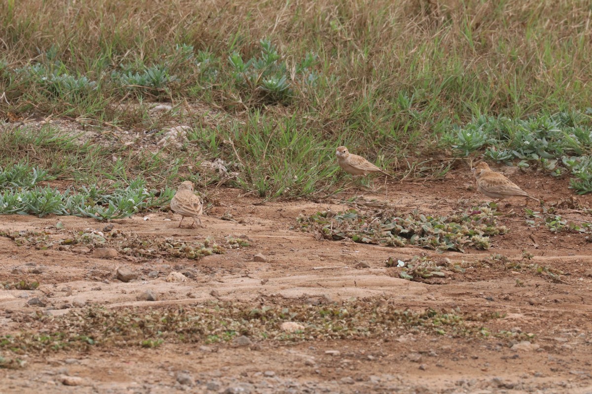 Black-crowned Sparrow-Lark - ML613859378