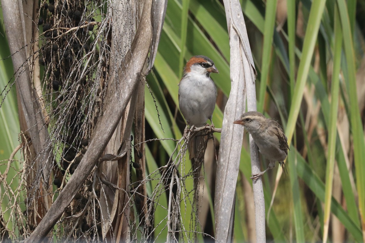 Cape Verde Sparrow - Max Dettori