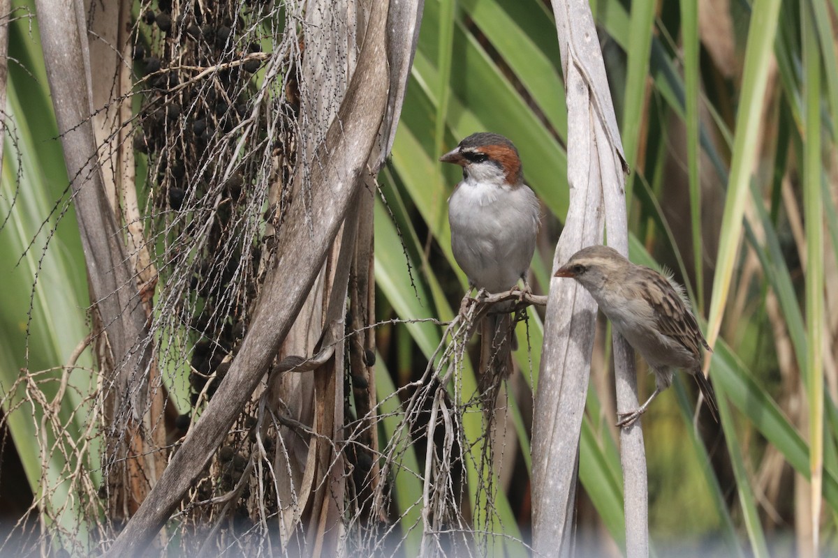 Cape Verde Sparrow - Max Dettori