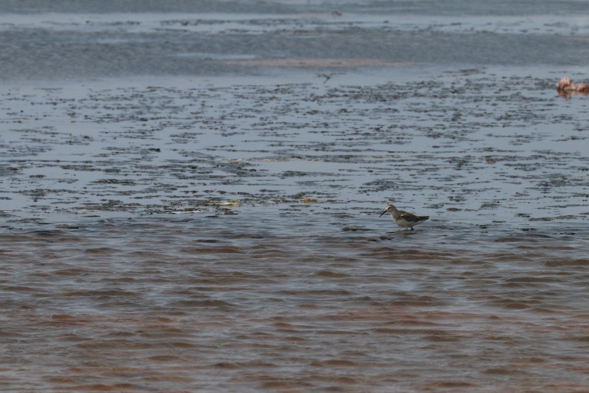 Curlew Sandpiper - ML613859470