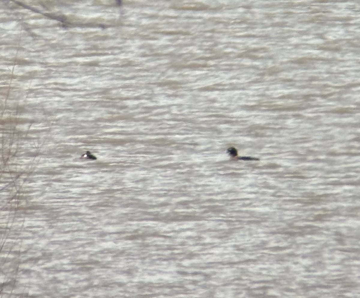 White-winged Scoter - David Bailey