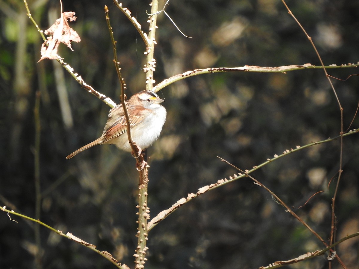 White-throated Sparrow - Joe Sudomir