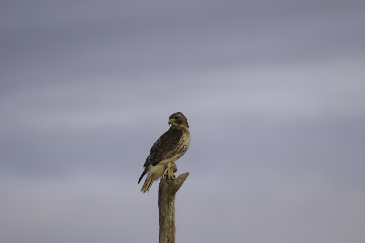 Red-tailed Hawk - Mike Phillips