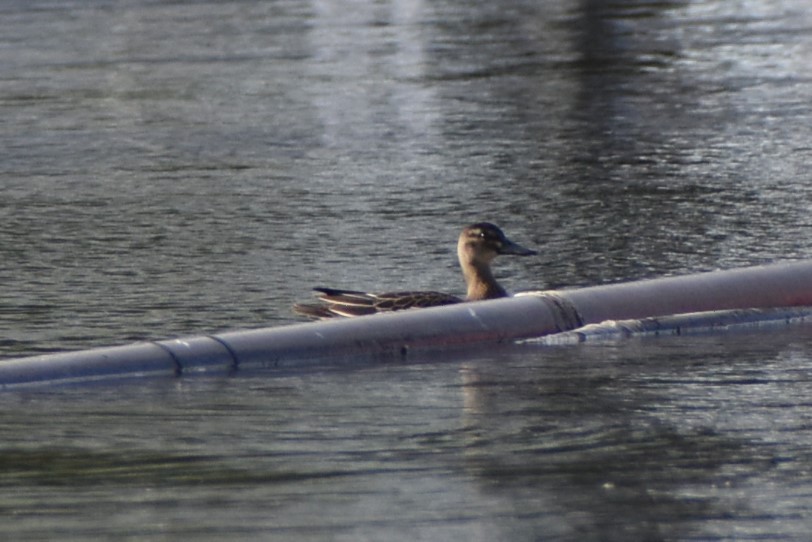 Garganey - ML613859568