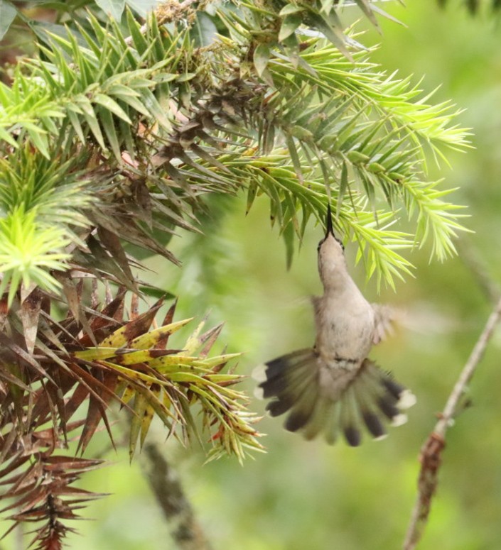 Green-crowned Plovercrest - ML613859609