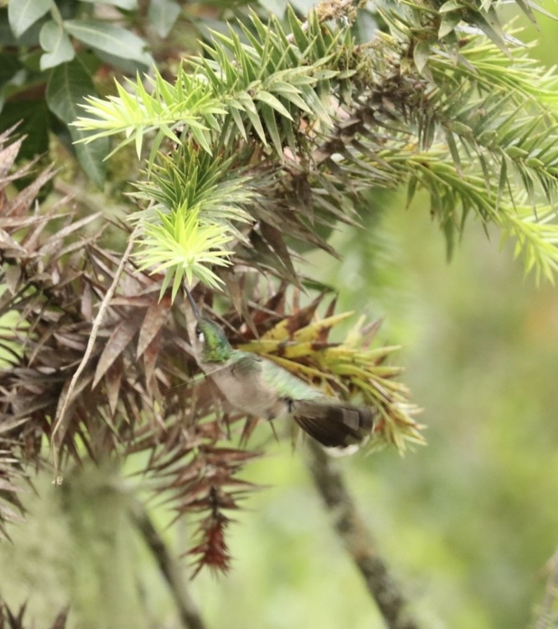 Green-crowned Plovercrest - ML613859610