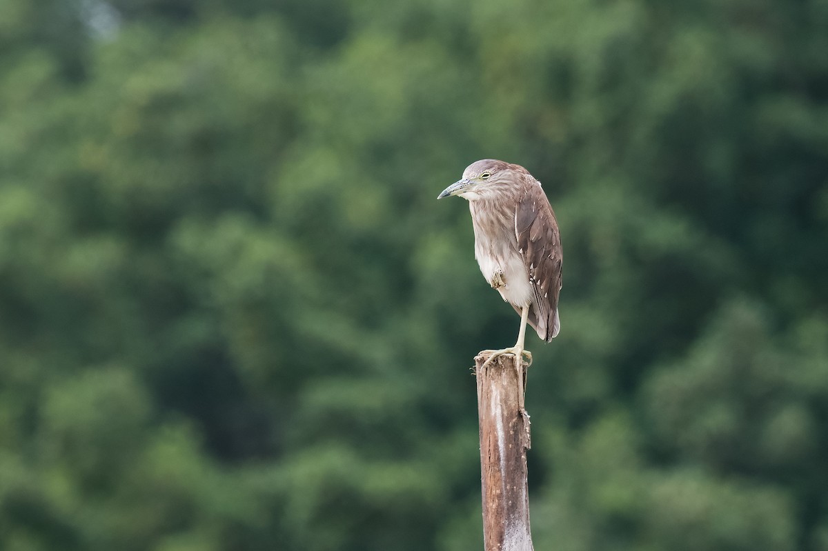 Yellow-crowned Night Heron - ML613859611