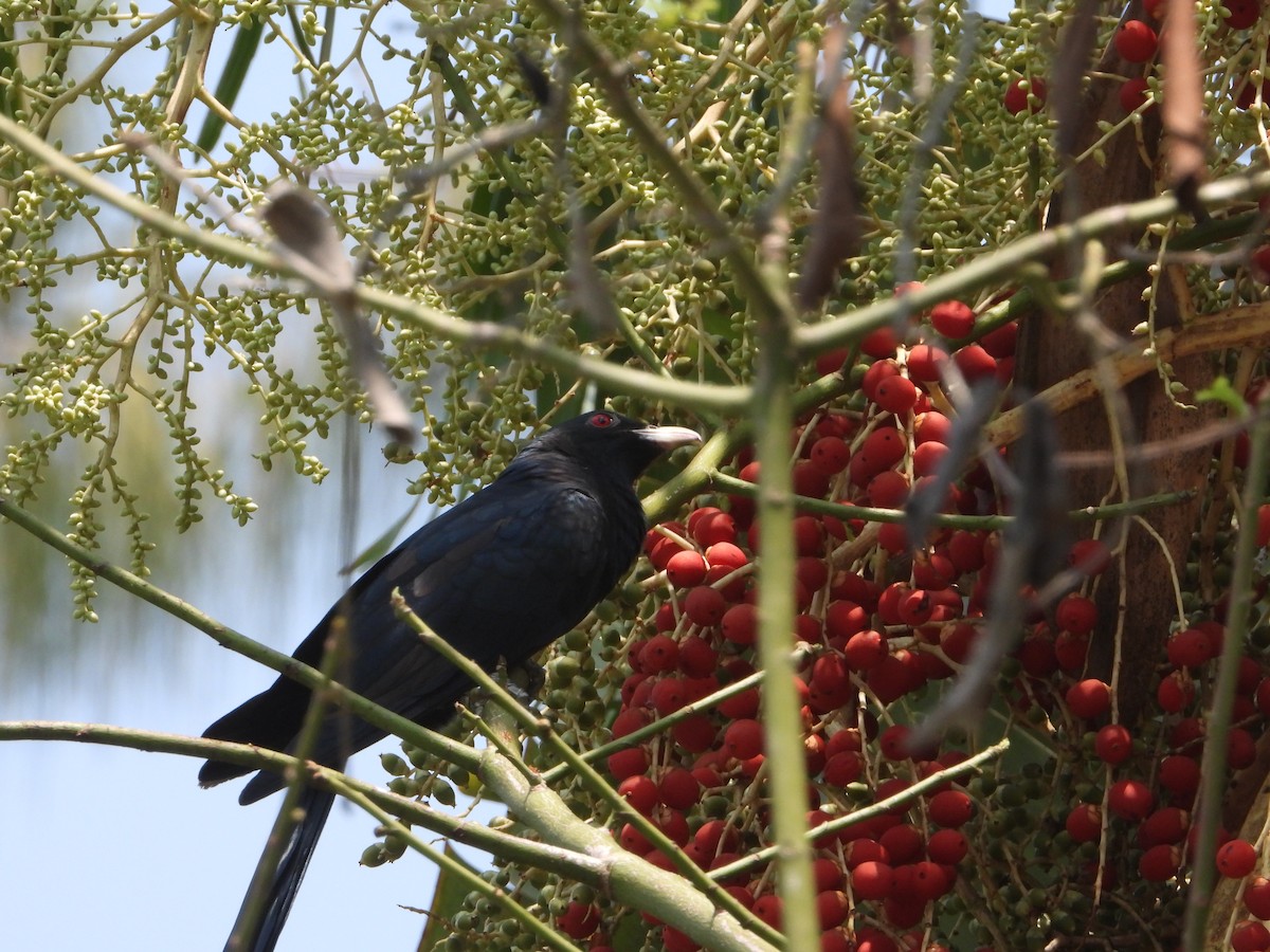 Asian Koel - ML613859660