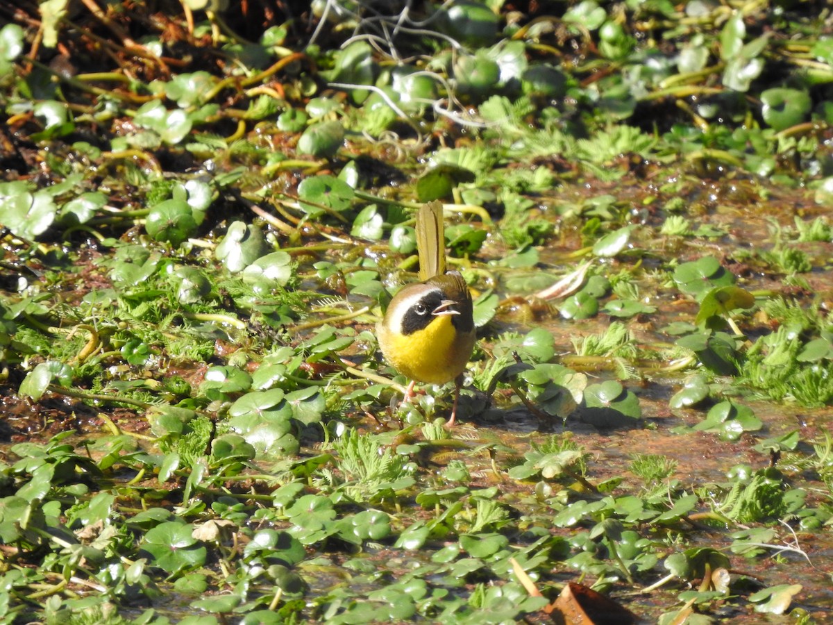 Common Yellowthroat - Joe Sudomir