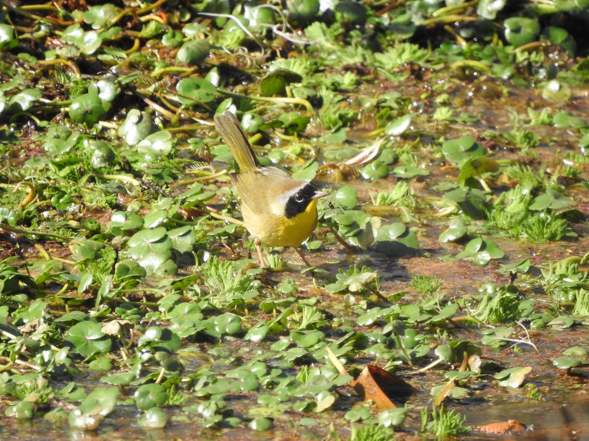 Common Yellowthroat - ML613859666