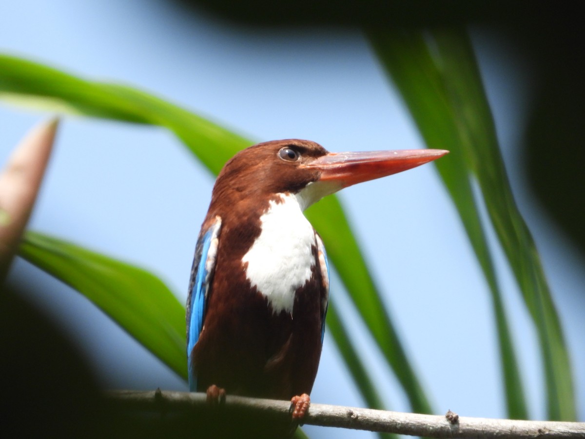 White-throated Kingfisher - ML613859675