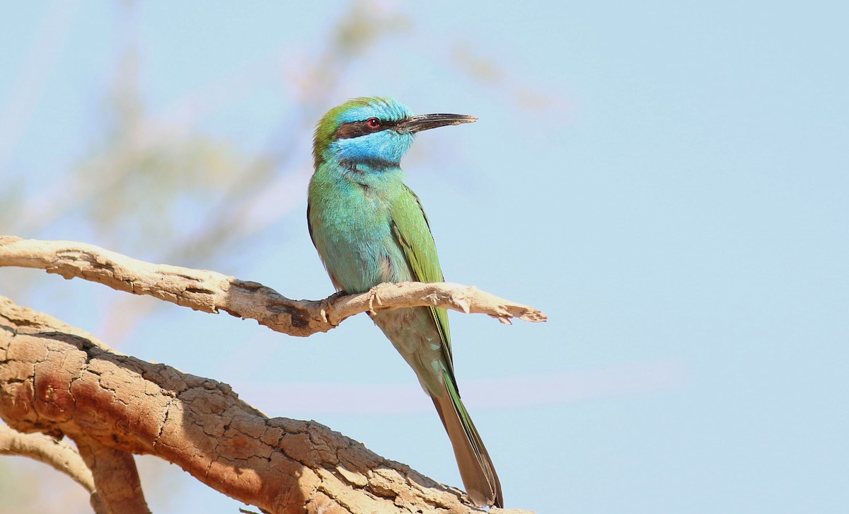 Arabian Green Bee-eater - Jon Heath