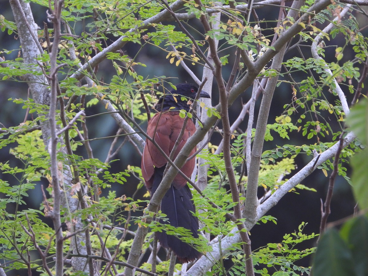 Greater Coucal - Eitan C.