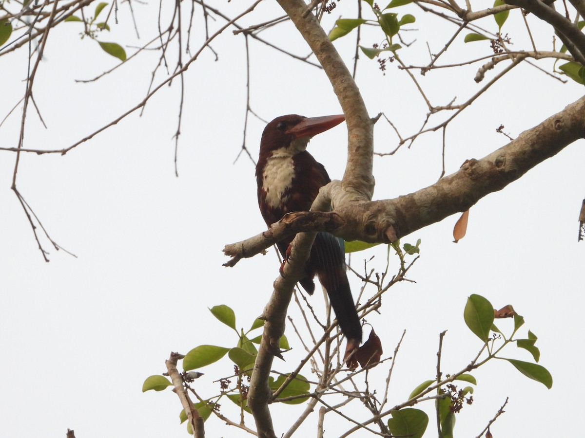 White-throated Kingfisher - ML613859713