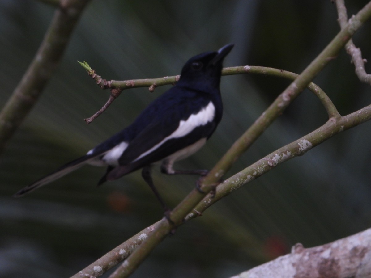 Oriental Magpie-Robin - ML613859716