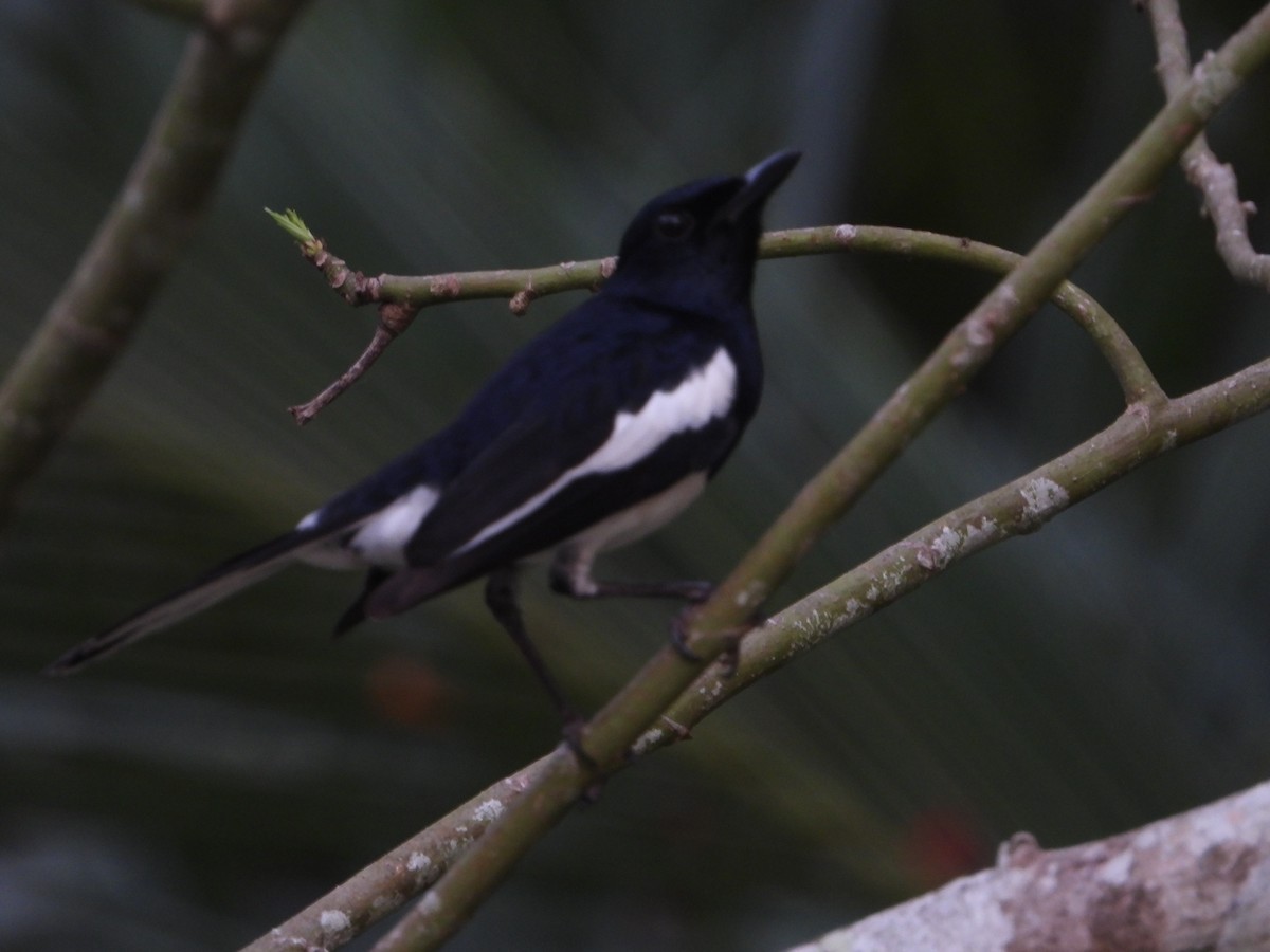 Oriental Magpie-Robin - ML613859716