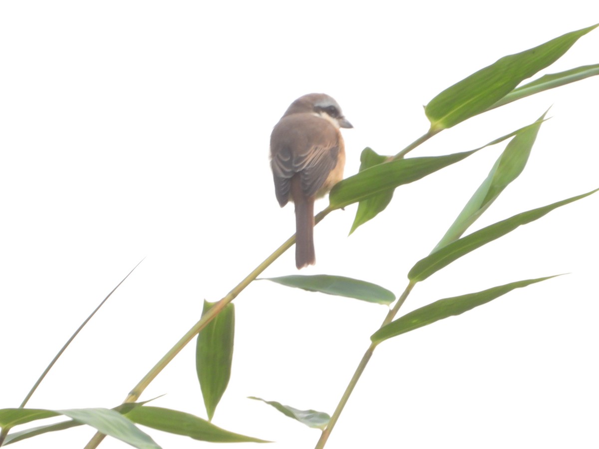Brown Shrike - Eitan C.