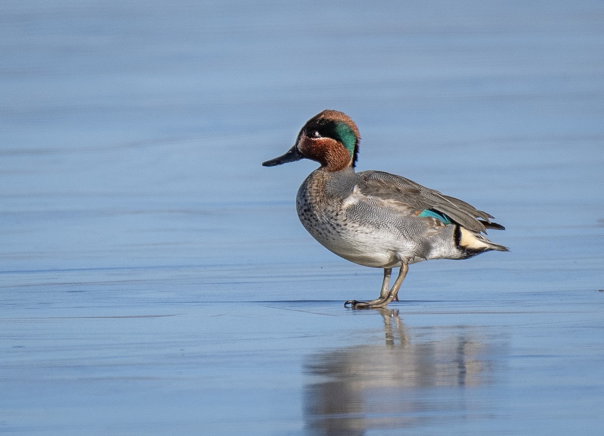 Green-winged Teal - ML613859773