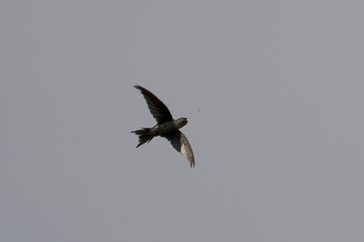 Fork-tailed Palm Swift - ML613859805